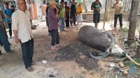 Tradisi Mambantai Kabau dilaksanakan warga Nagari Saok Laweh sebagai wujud syukur dan kebersamaan jelang peresmian Balai Adat