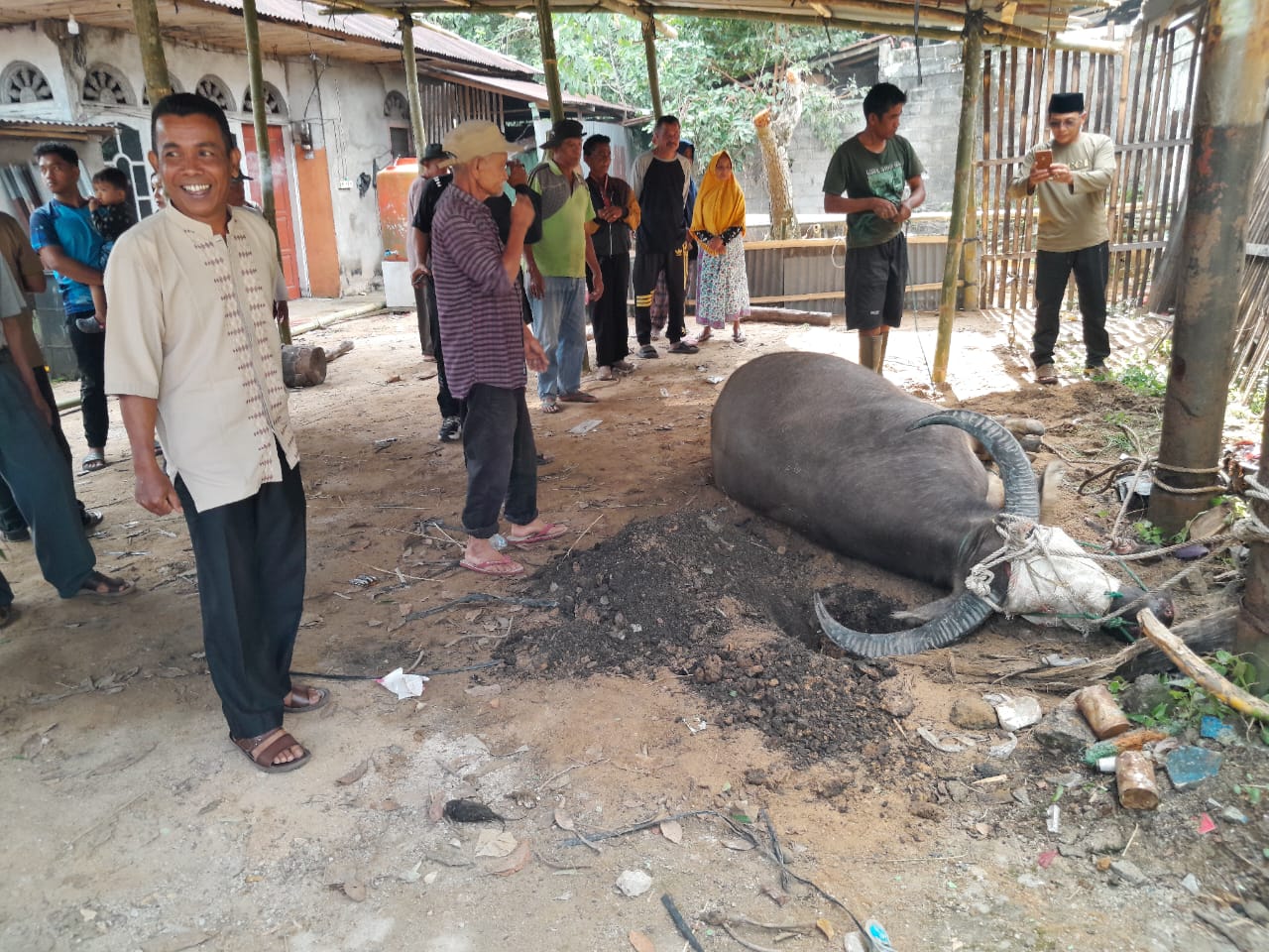 Tradisi Mambantai Kabau dilaksanakan warga Nagari Saok Laweh sebagai wujud syukur dan kebersamaan jelang peresmian Balai Adat