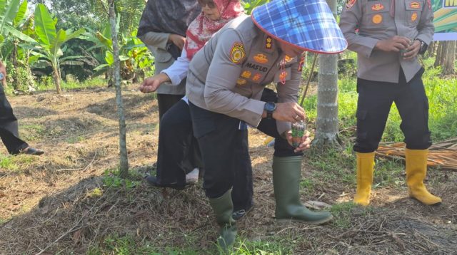 Kapolres Solok Kota AKBP Mas'ud Ahmad, S.I.K., M.Si. secara langsung menanam bibit jagung di lahan produktif milik Sdr. Armonides, Sawah Ruko Jorong Balai Pinang, Nagari Muara Panas, Kecamatan Bukit Sundi, Kabupaten Solok, dalam rangka mendukung program ketahanan dan kemandirian pangan nasional.