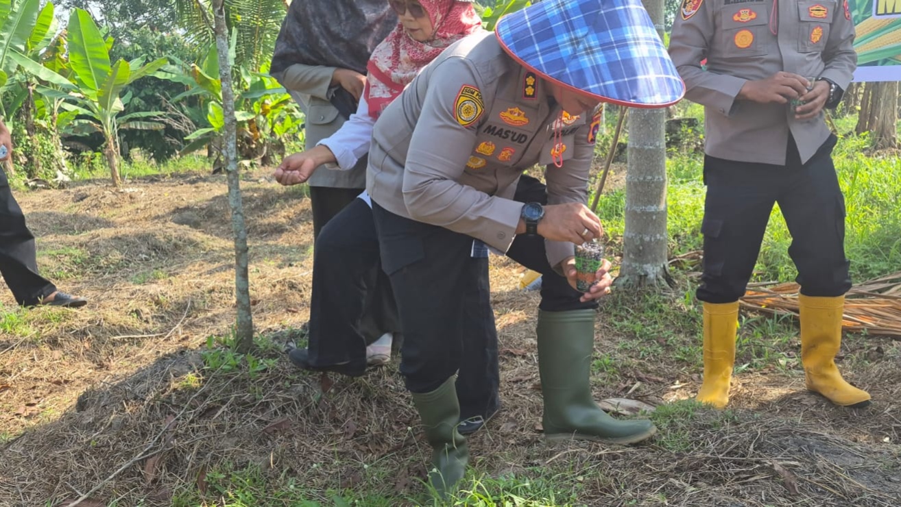Kapolres Solok Kota AKBP Mas'ud Ahmad, S.I.K., M.Si. secara langsung menanam bibit jagung di lahan produktif milik Sdr. Armonides, Sawah Ruko Jorong Balai Pinang, Nagari Muara Panas, Kecamatan Bukit Sundi, Kabupaten Solok, dalam rangka mendukung program ketahanan dan kemandirian pangan nasional.