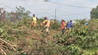 Personel Satbinmas, DLH dan BPBD Kota Solok bahu-membahu membersihkan lahan dari pepohonan dan semak belukar di Kalumpang, Kelurahan VI Suku, Kecamatan Lubuk Sikarah.