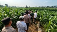 Peninjauan langsung hamparan tanaman jagung yang tumbuh subur di lokasi penanaman Wilayah Hukum Polres Solok Kota.